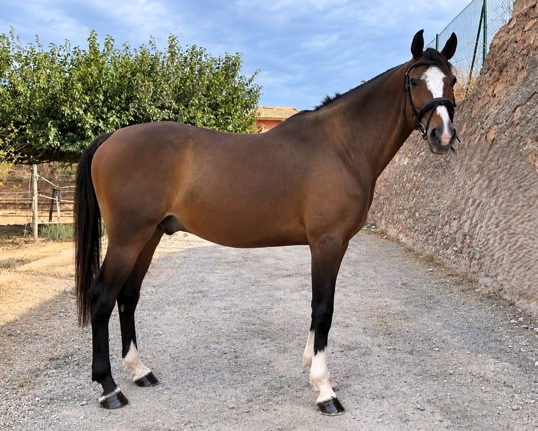 horse